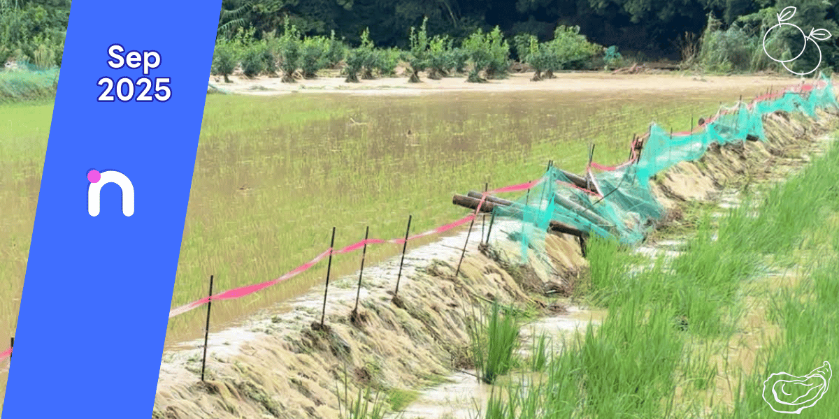 narino 通信2025年9月号のカバー写真：8月10日熊本豪雨で川のように水が流れる田んぼをミカン畑の様子